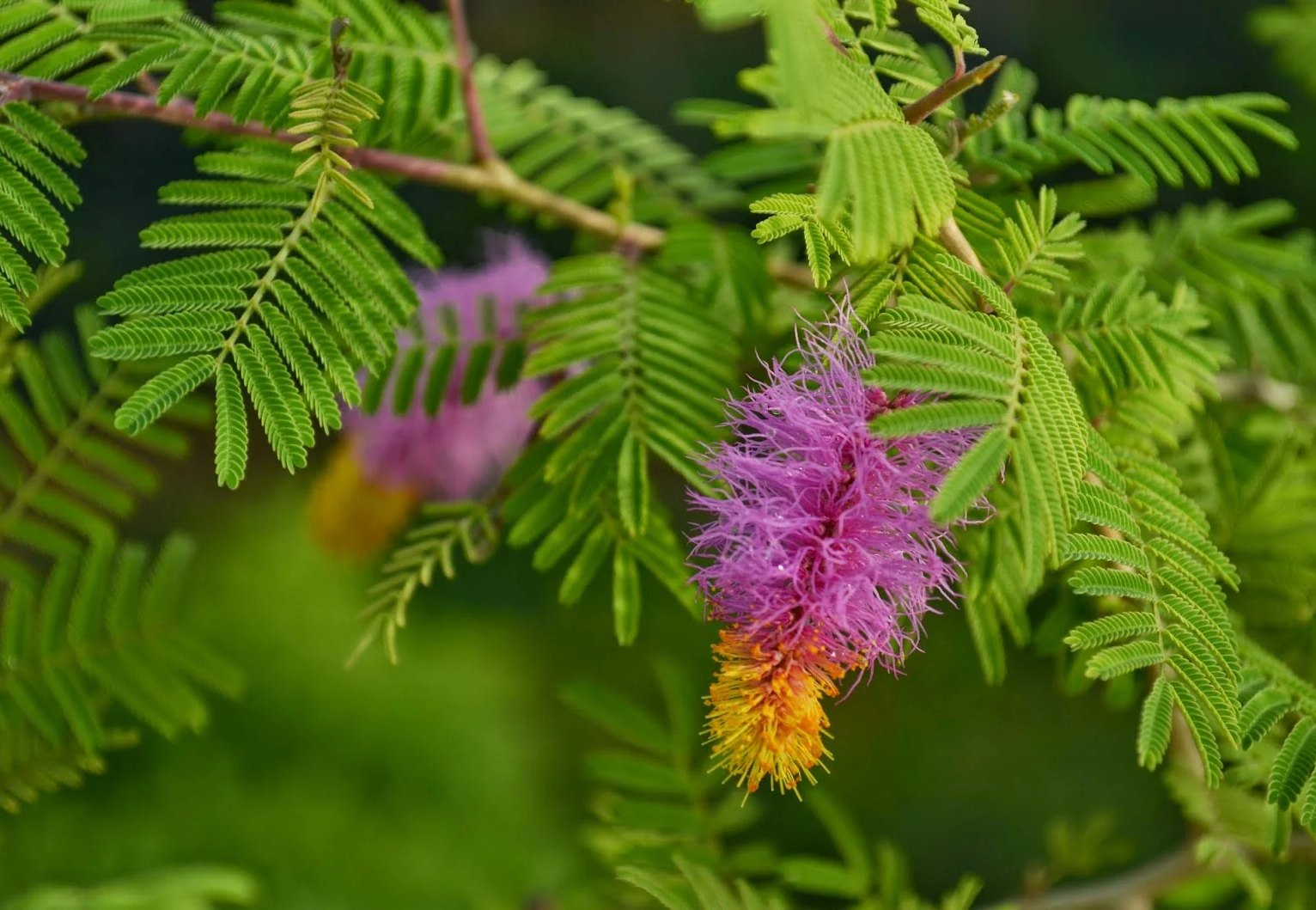 The Hang of Tradition: Rediscovering the Secular and Ecological Core of Indian Festivals